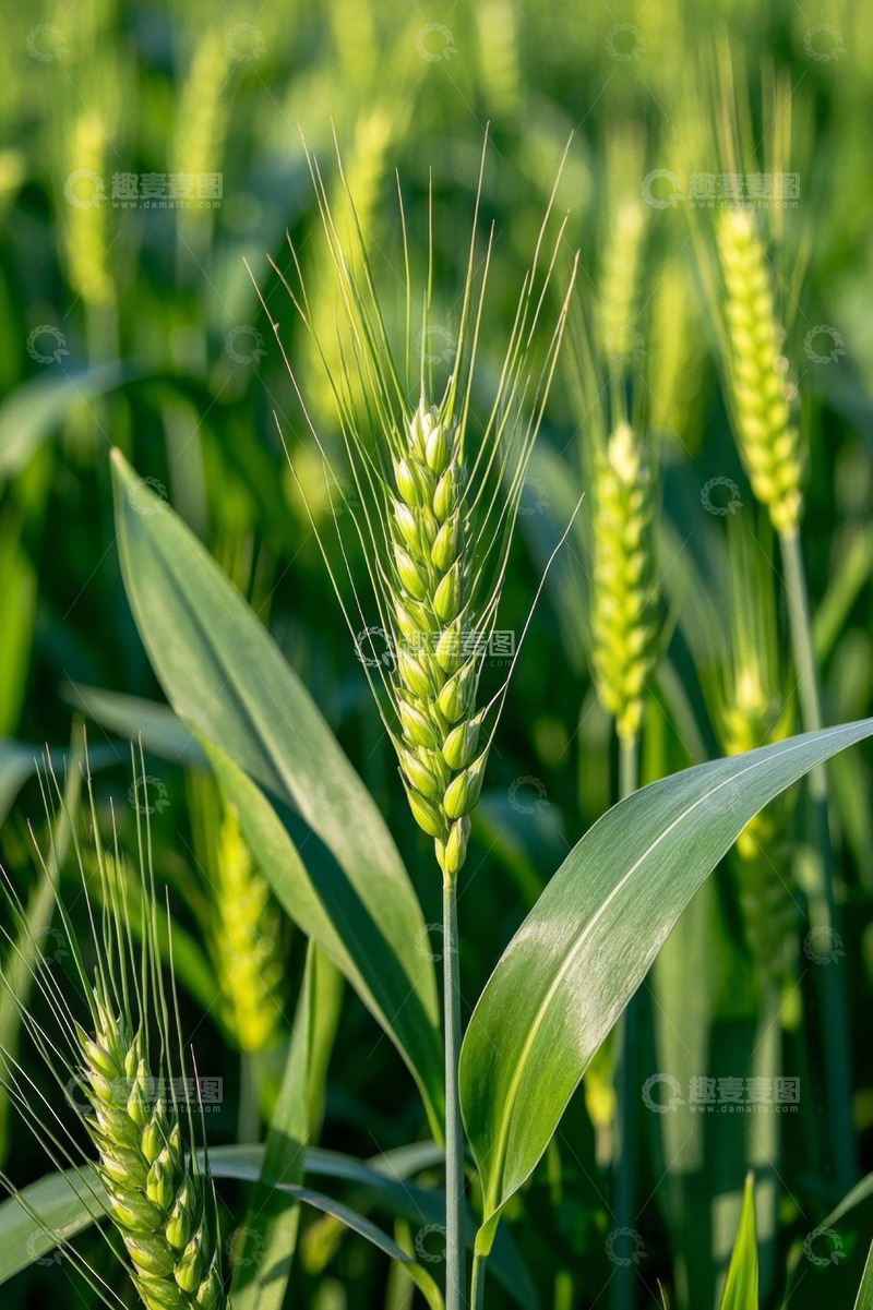 高清大图下载【趣麦麦图】成熟小麦特写
