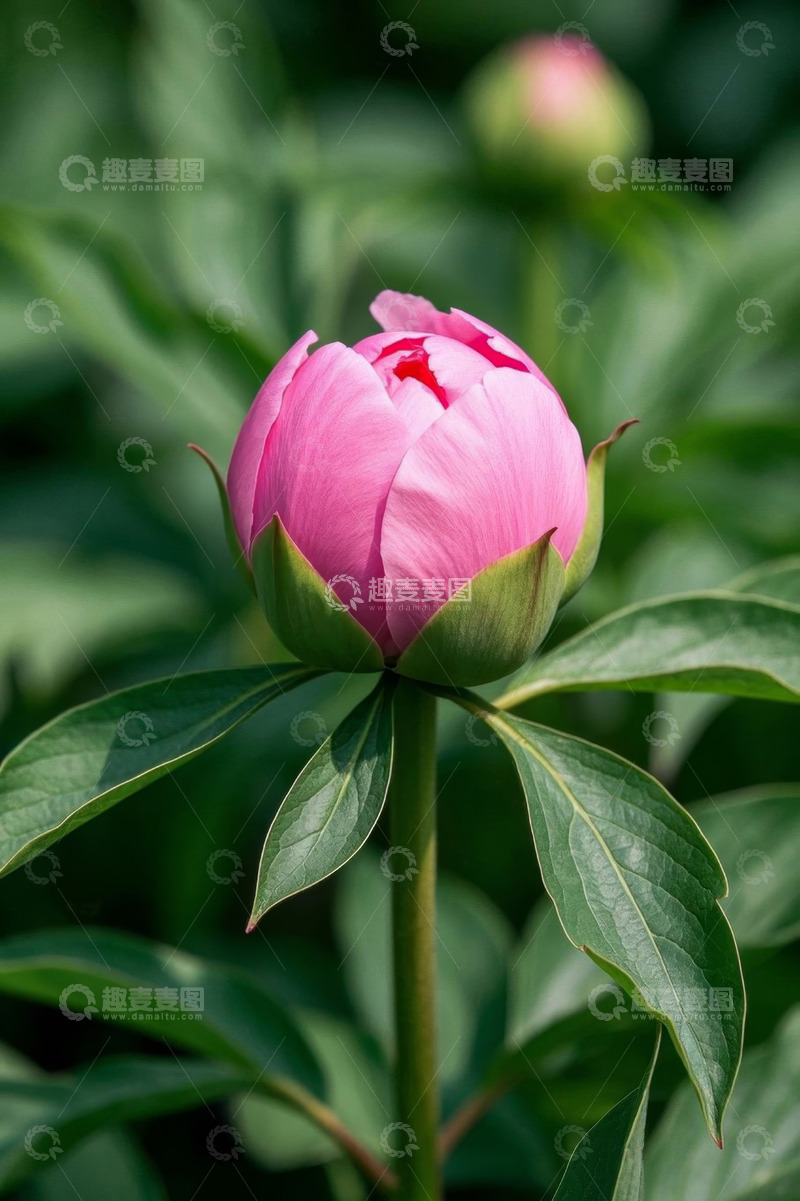高清大图下载【趣麦麦图】粉色芍药花特写