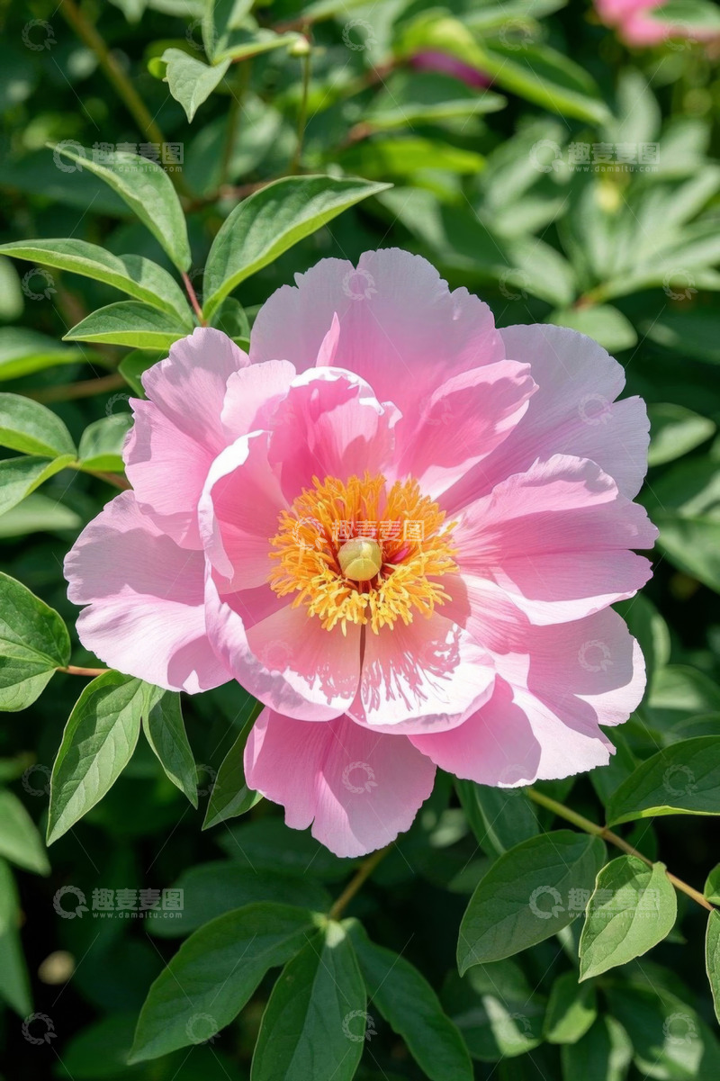 高清大图下载【趣麦麦图】盛开的粉色牡丹花特写