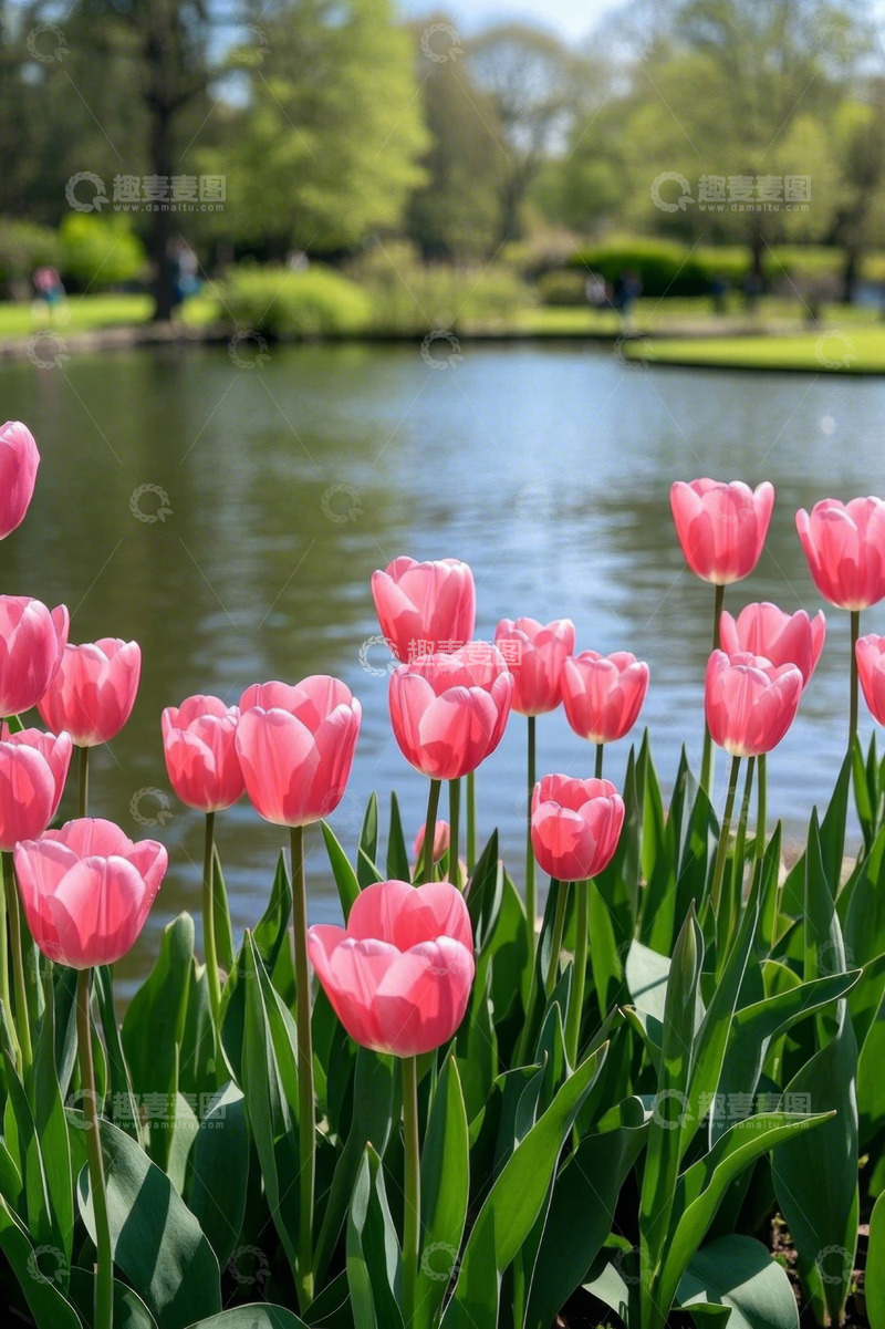 高清大图下载【趣麦麦图】湖边盛开的粉色郁金香