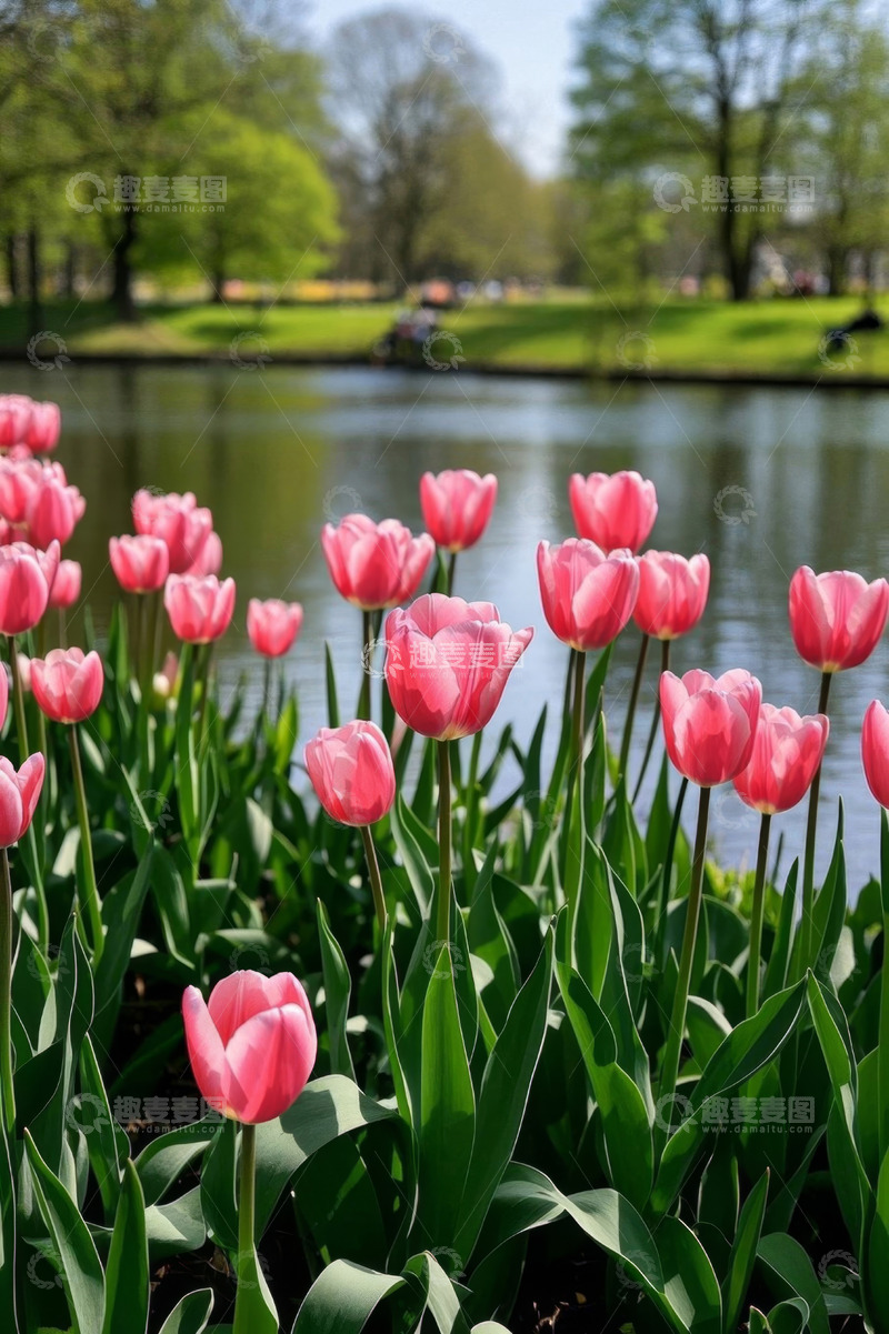 高清大图下载【趣麦麦图】湖边盛开的粉色郁金香