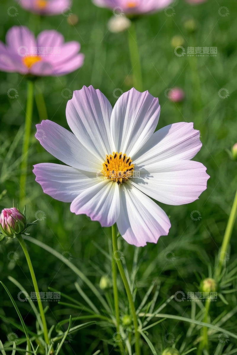 高清大图下载【趣麦麦图】户外盛开的粉色格桑花