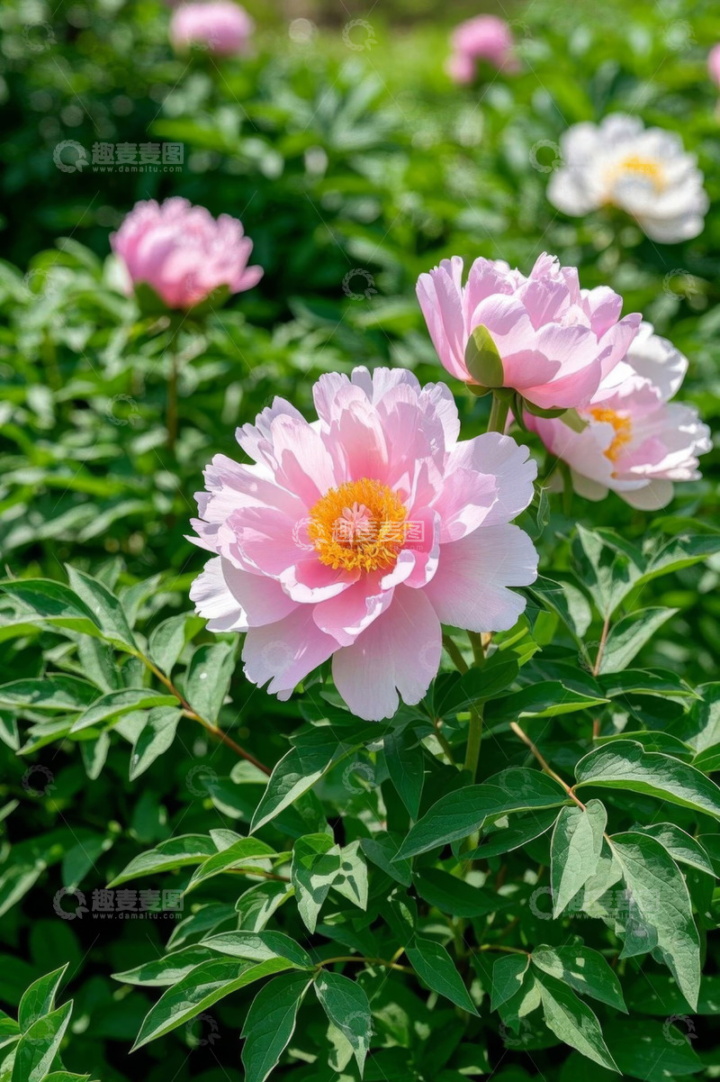 高清大图下载【趣麦麦图】盛开的粉色牡丹花特写