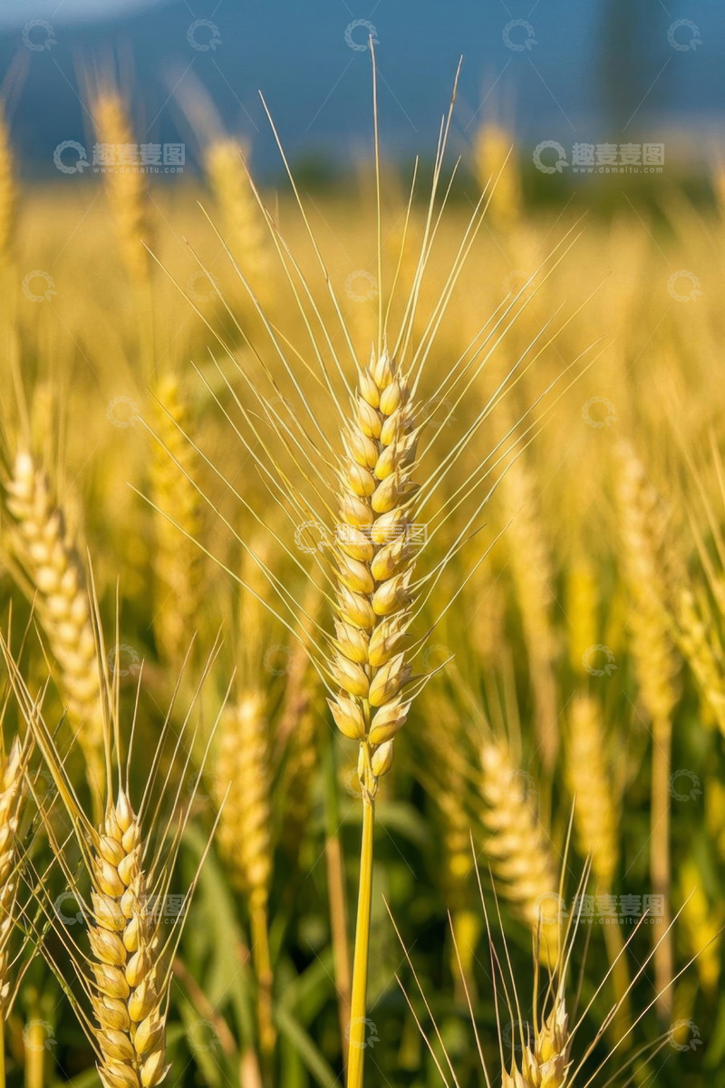 高清大图下载【趣麦麦图】成熟麦田里的小麦特写