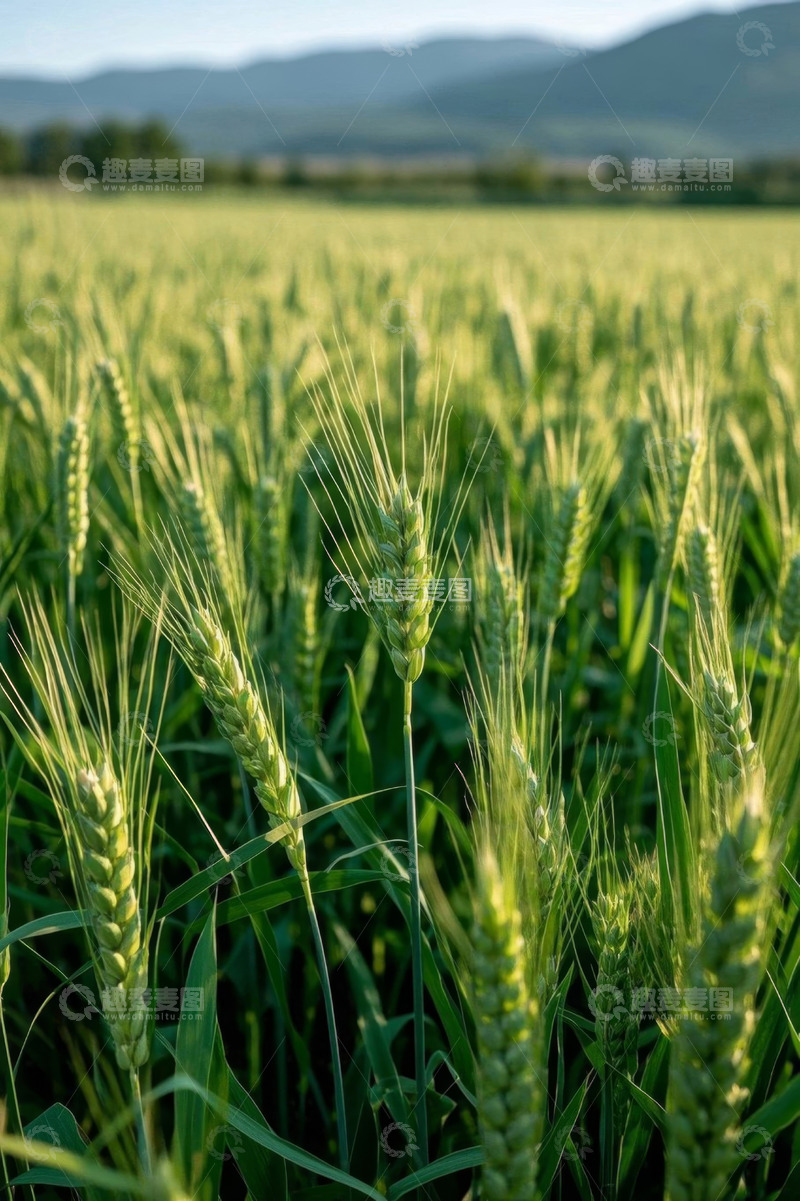 高清大图下载【趣麦麦图】绿色小麦田自然景观