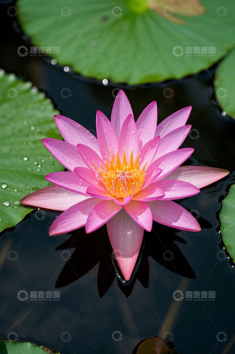 高清大图下载【趣麦麦图】水中绽放的粉色睡莲
