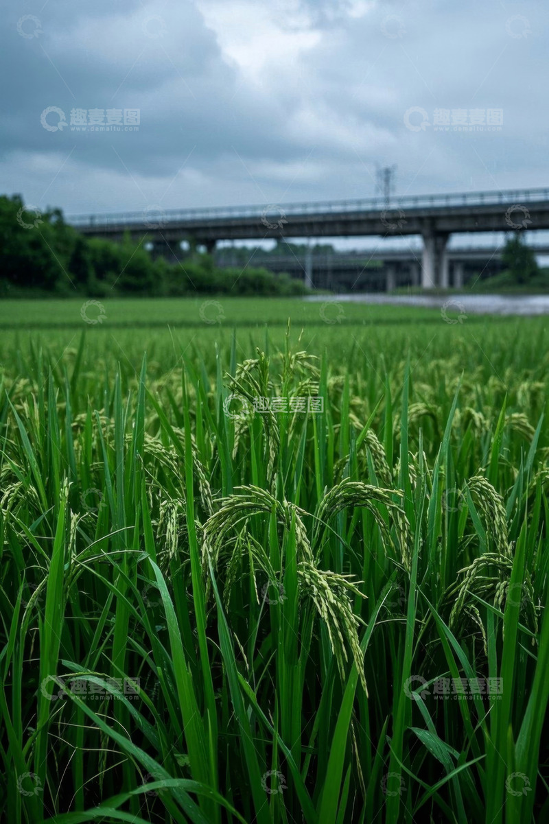高清大图下载【趣麦麦图】田野间生长的绿色稻田