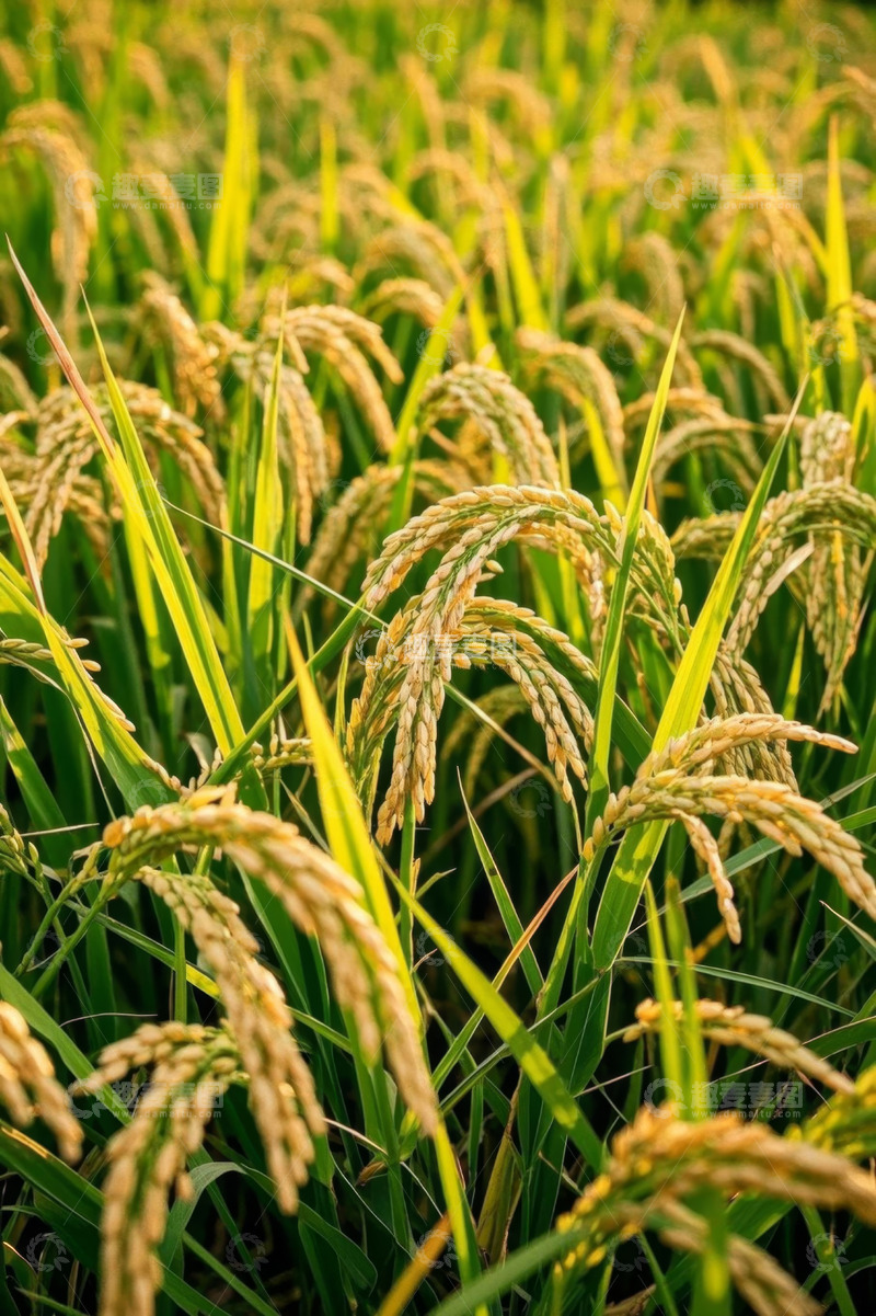 高清大图下载【趣麦麦图】成熟饱满的稻田稻穗特写