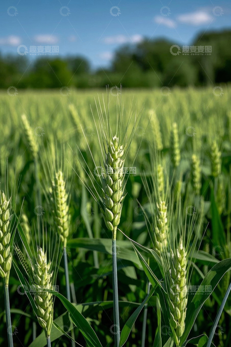 高清大图下载【趣麦麦图】田野中生长的小麦