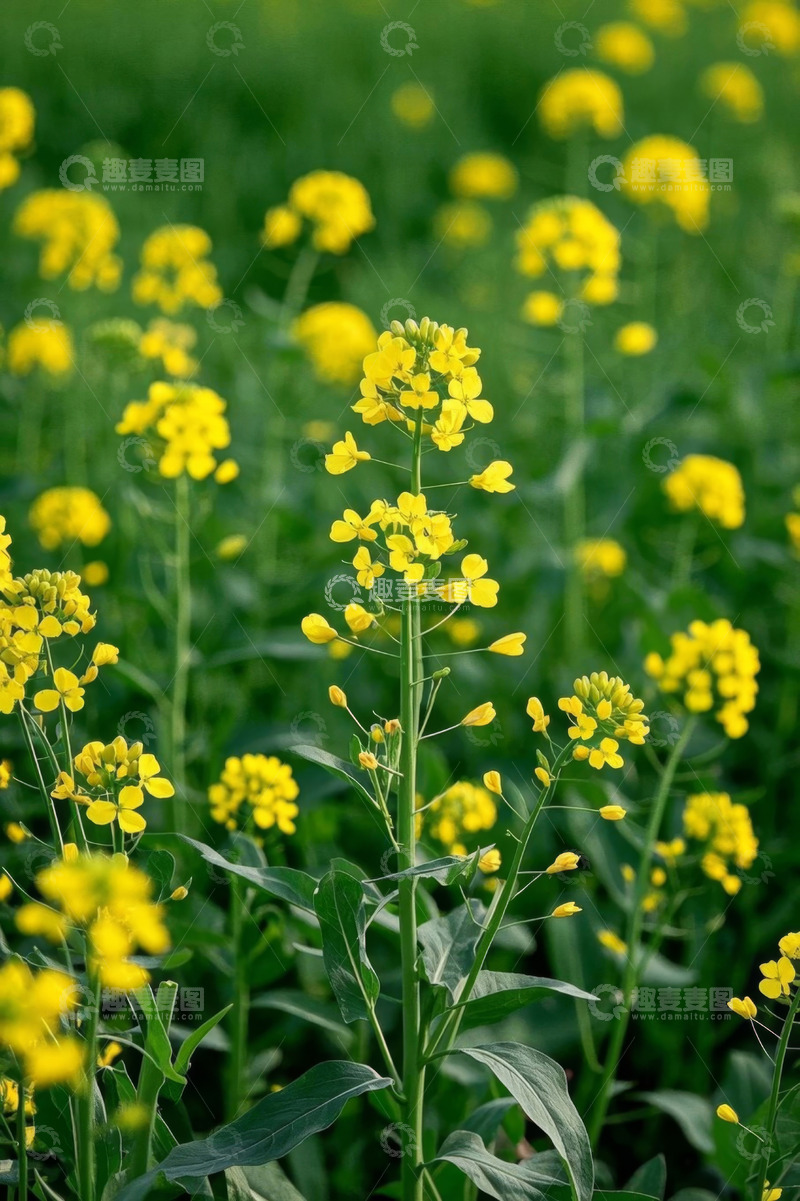 高清大图下载【趣麦麦图】黄色油菜花自然景观