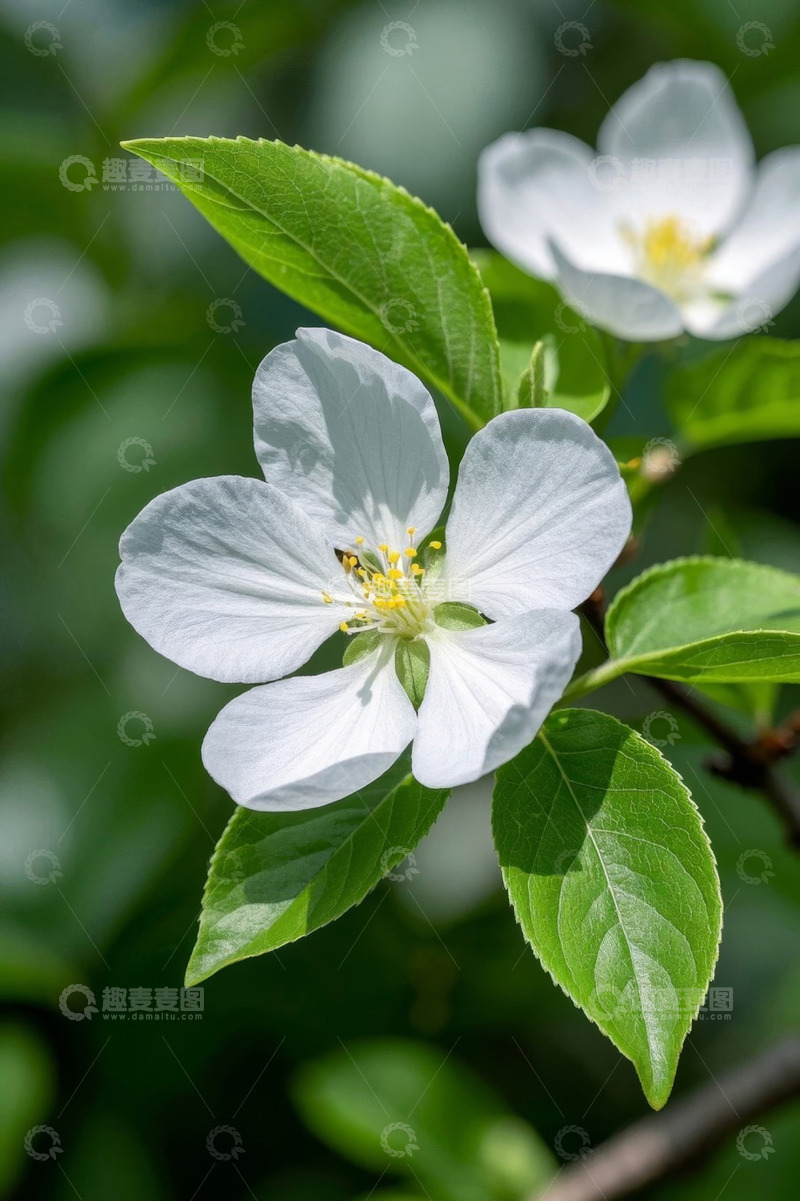 高清大图下载【趣麦麦图】白色花朵绿叶特写