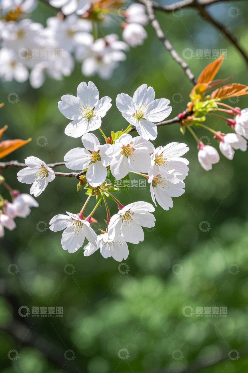 高清大图下载【趣麦麦图】盛开的白色樱花枝特写