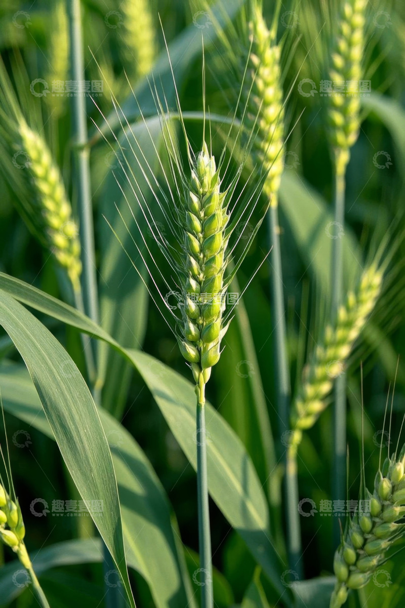 高清大图下载【趣麦麦图】绿色小麦特写