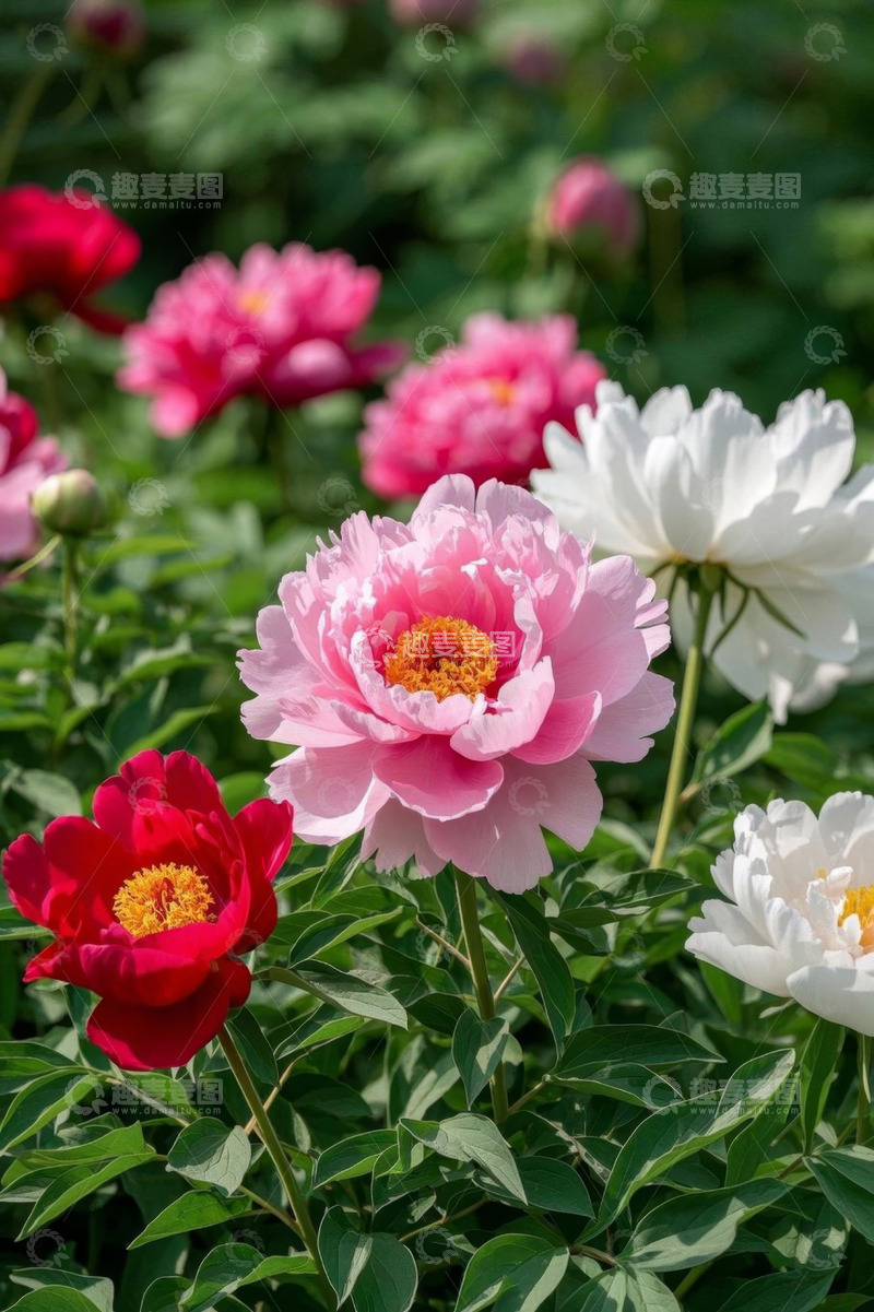高清大图下载【趣麦麦图】盛开的多彩牡丹花