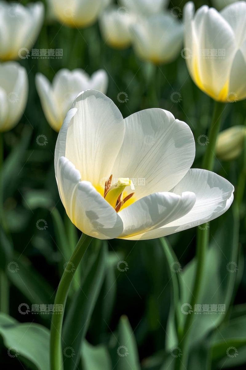 高清大图下载【趣麦麦图】白色郁金香特写