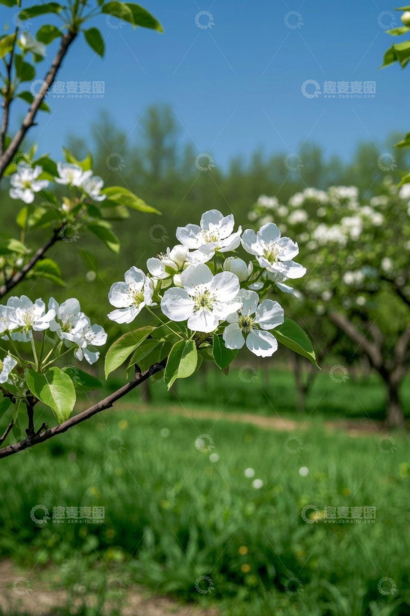 高清大图下载【趣麦麦图】枝头绽放的白色花朵
