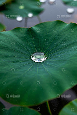 荷叶上的晶莹水珠
