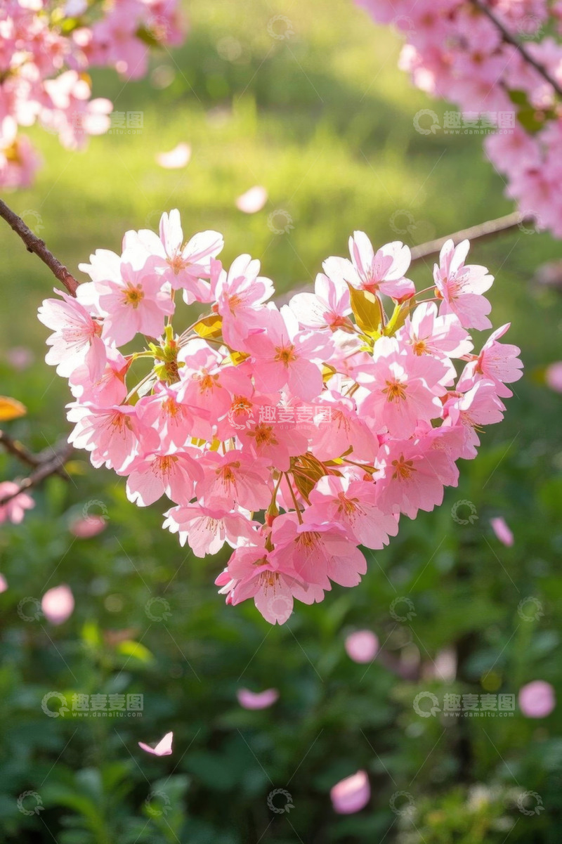 高清大图下载【趣麦麦图】盛开的粉色樱花特写
