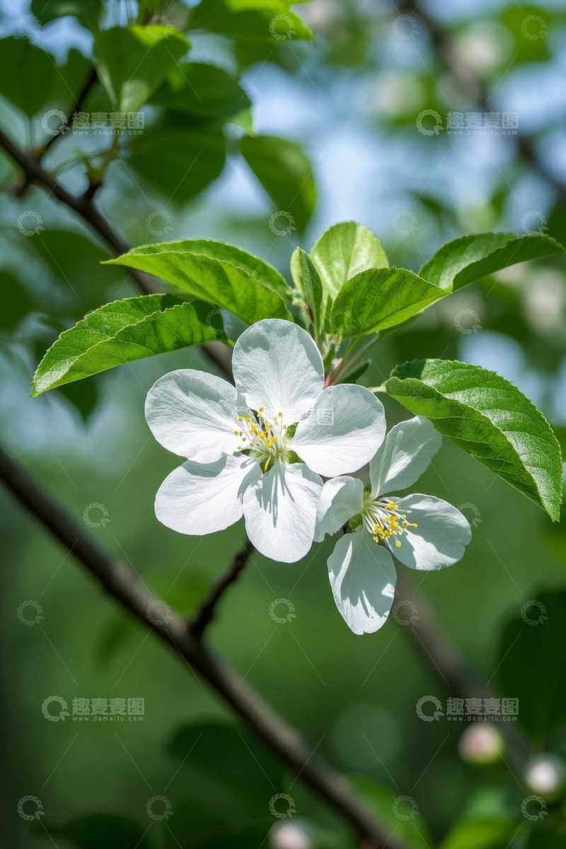 高清大图下载【趣麦麦图】枝头绽放的白色花朵