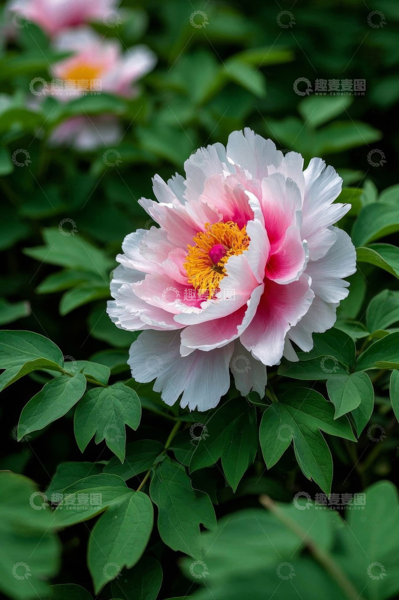 高清大图下载【趣麦麦图】盛开的粉色牡丹花