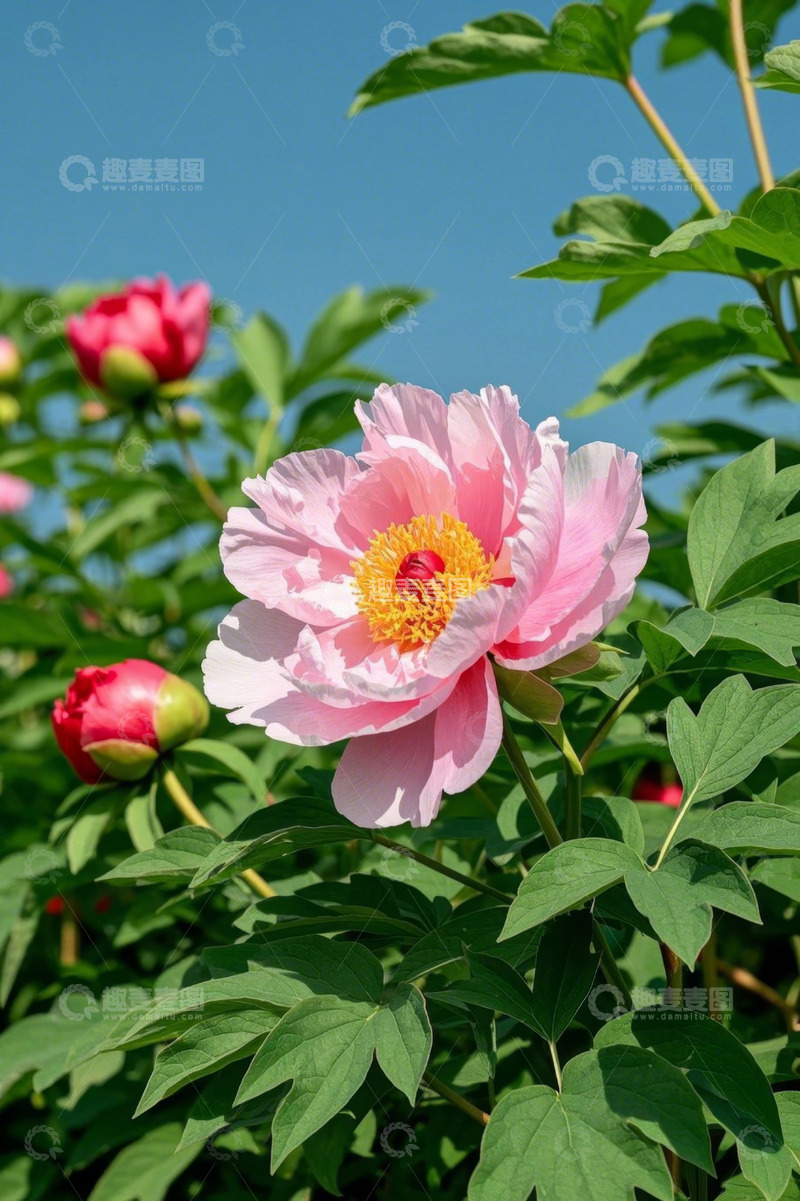 高清大图下载【趣麦麦图】盛开的粉色牡丹花特写