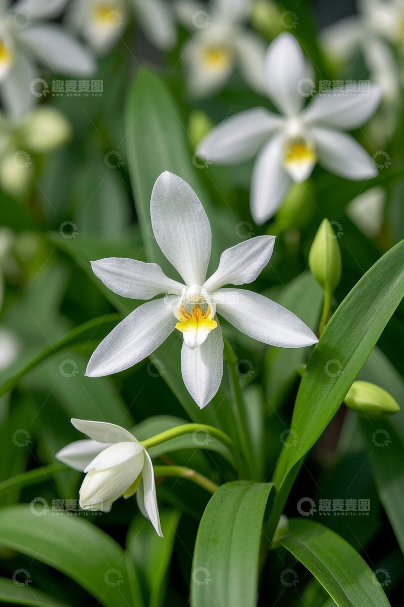 高清大图下载【趣麦麦图】白色兰花特写
