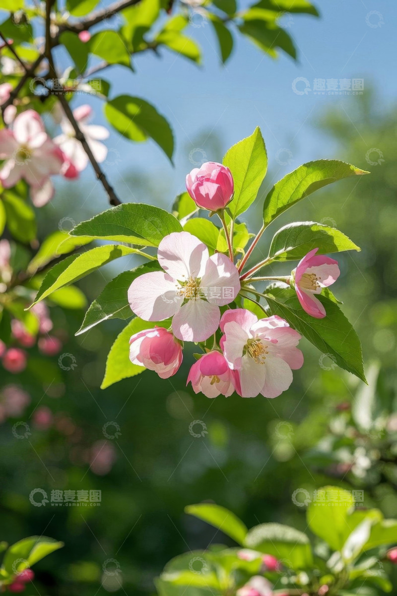 高清大图下载【趣麦麦图】盛开的粉色花朵与绿叶