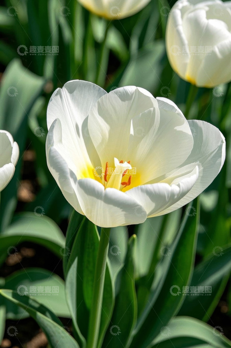 高清大图下载【趣麦麦图】白色郁金香特写