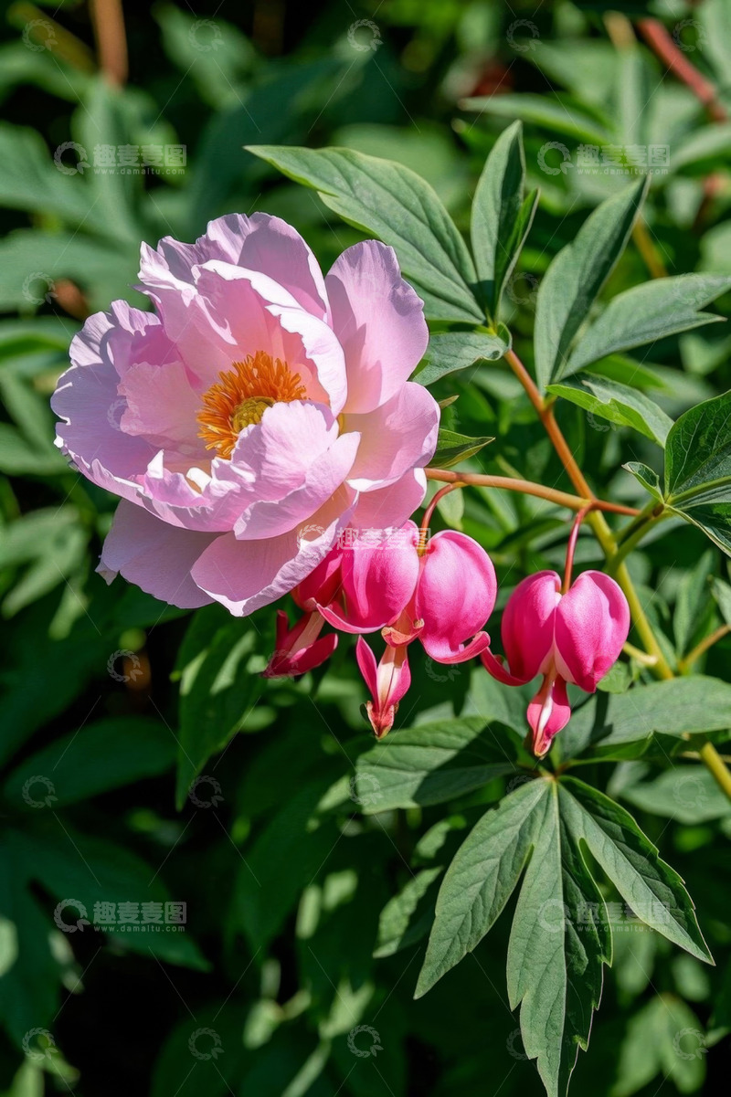 高清大图下载【趣麦麦图】盛开的粉色牡丹与荷包牡丹