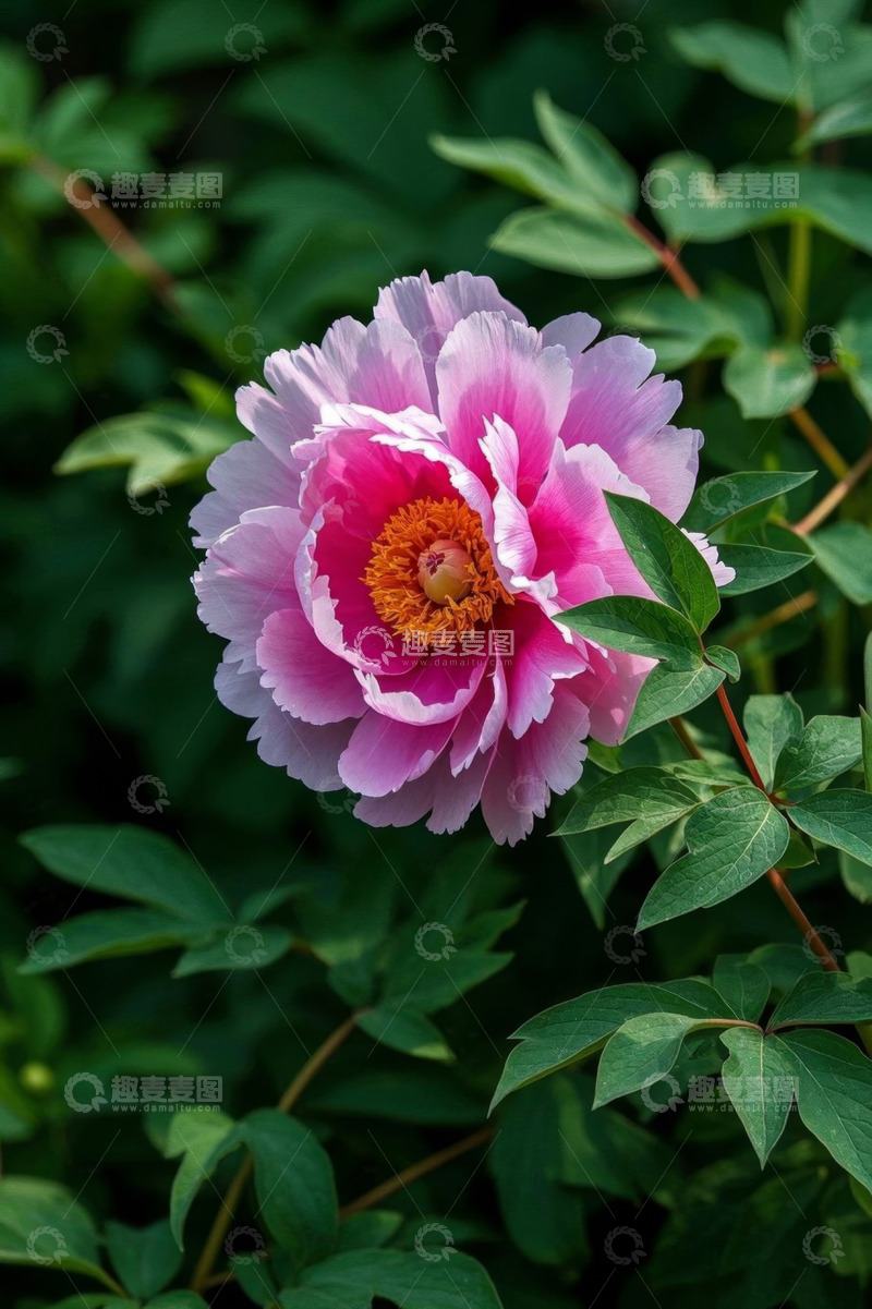 高清大图下载【趣麦麦图】盛开的粉色牡丹花特写