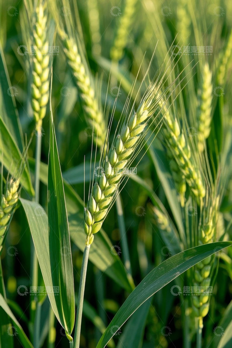 高清大图下载【趣麦麦图】生长中的绿色小麦特写