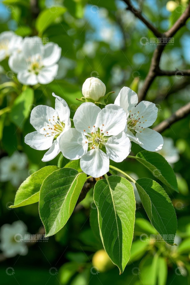 高清大图下载【趣麦麦图】盛开的白色花朵与绿叶