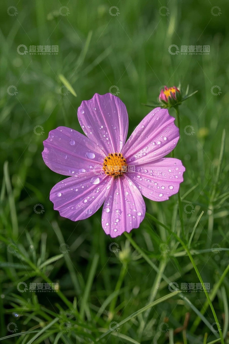 高清大图下载【趣麦麦图】带水珠的紫色花朵特写