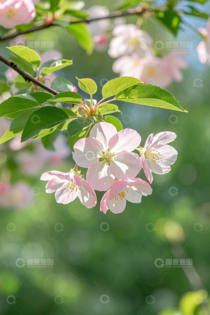 高清大图下载【趣麦麦图】盛开的粉色花朵特写
