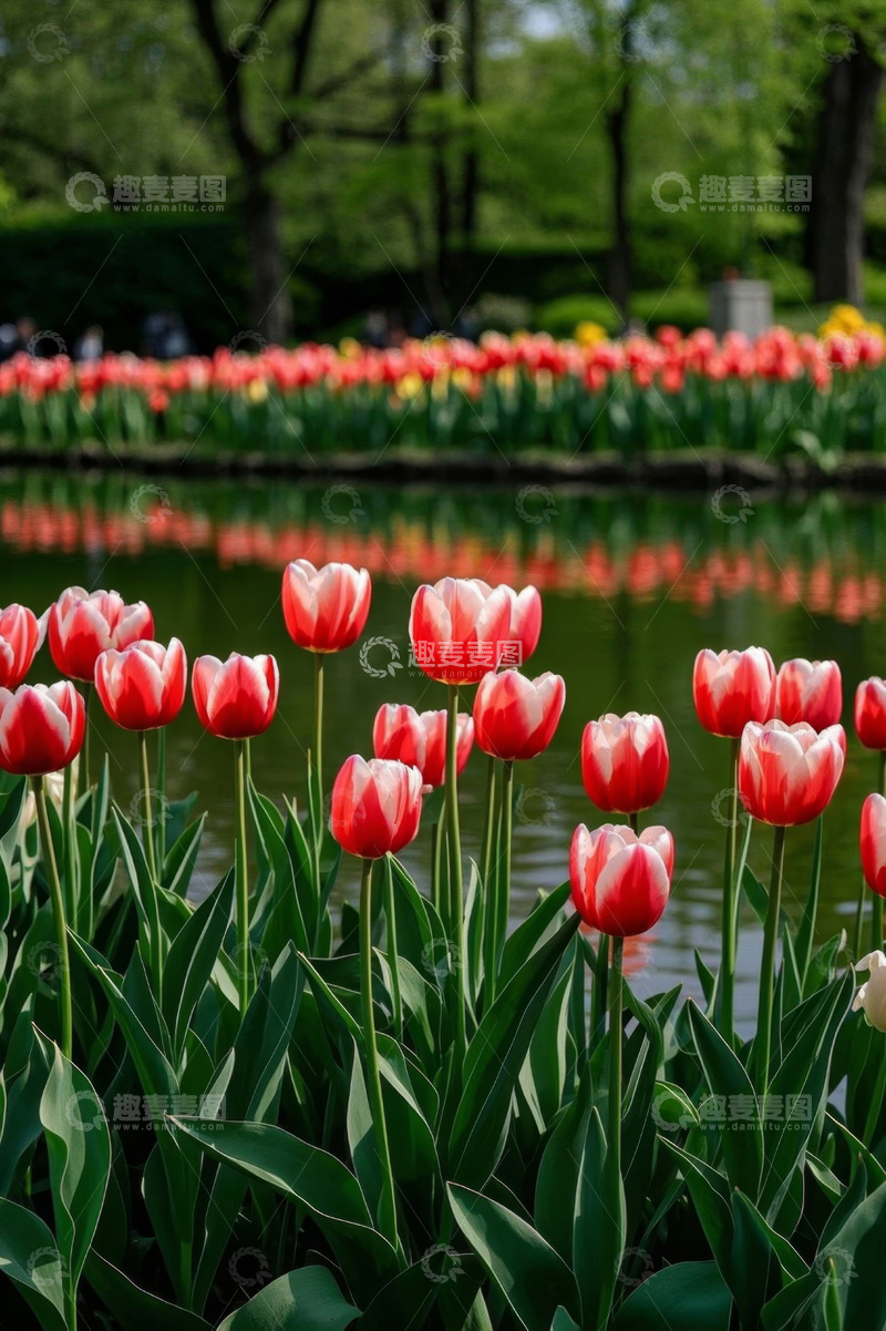 高清大图下载【趣麦麦图】湖畔盛开的红白郁金香