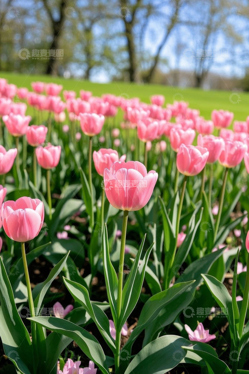 高清大图下载【趣麦麦图】粉色郁金香花田景观