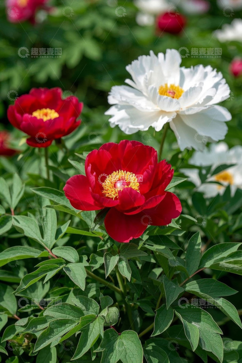 高清大图下载【趣麦麦图】盛开的红白牡丹花