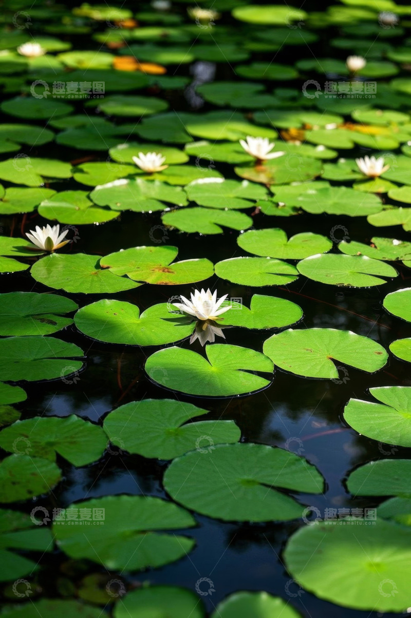 高清大图下载【趣麦麦图】池塘中的白色睡莲与荷叶