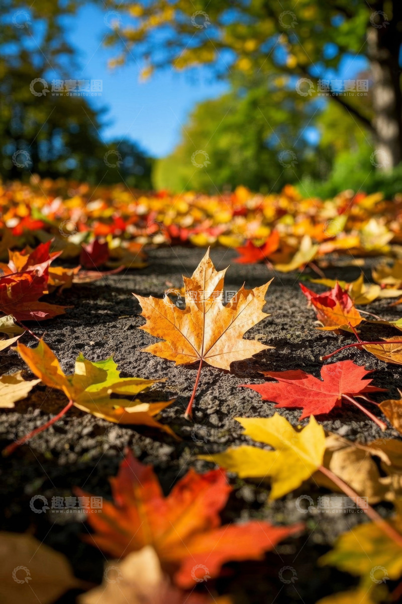 高清大图下载【趣麦麦图】地面上的秋日五彩落叶