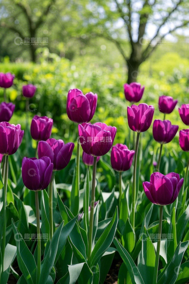 高清大图下载【趣麦麦图】紫色郁金香花丛自然景观