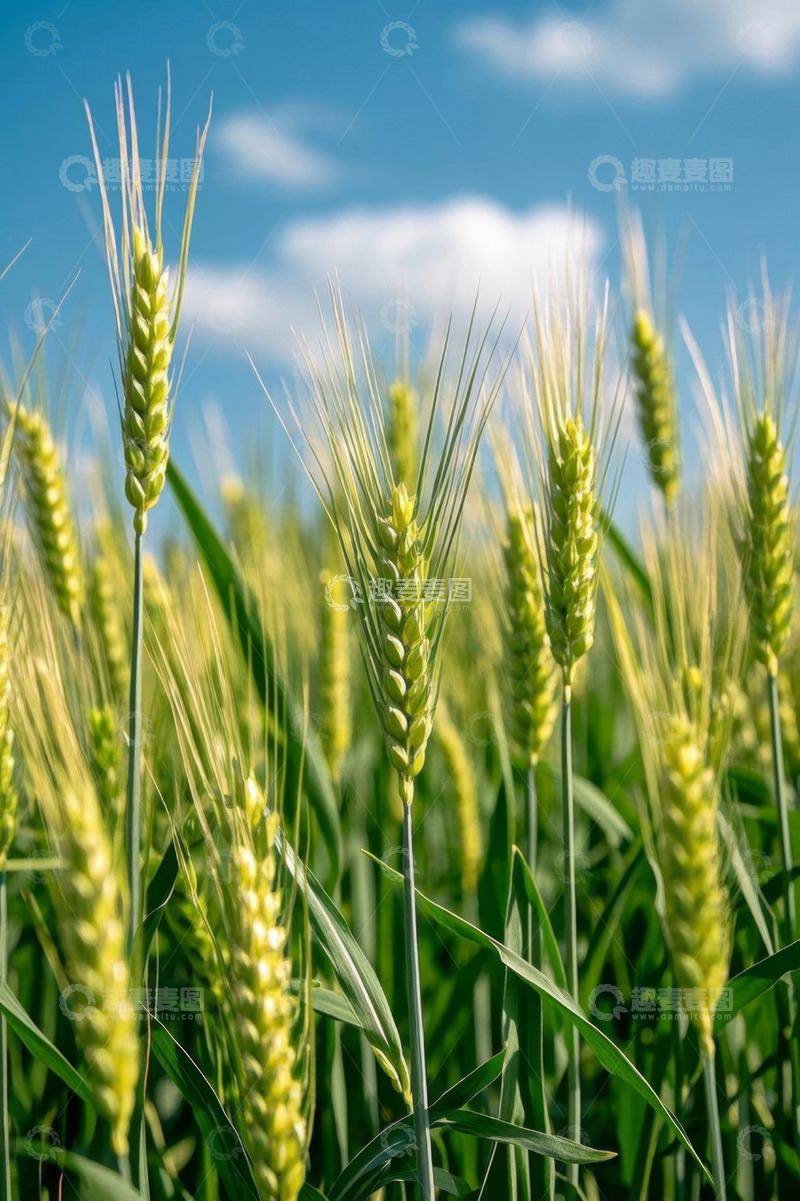 高清大图下载【趣麦麦图】田间生长的小麦特写