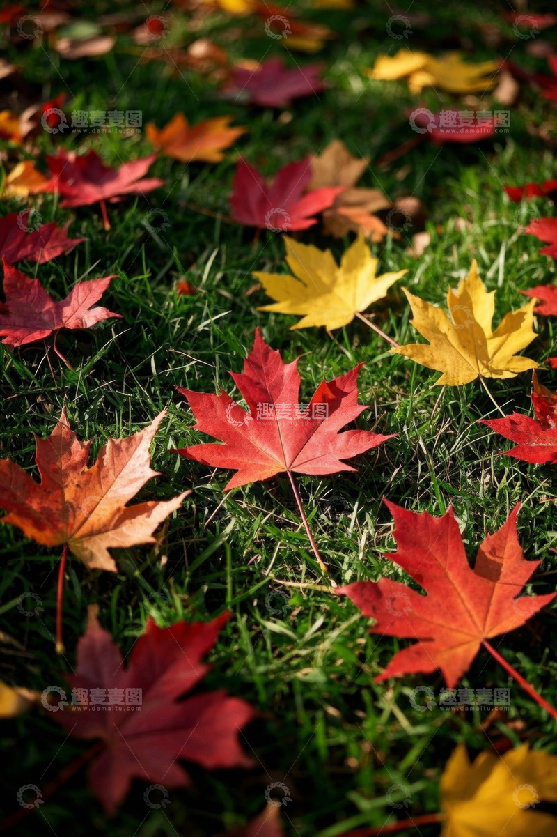 高清大图下载【趣麦麦图】草地上的多彩枫叶