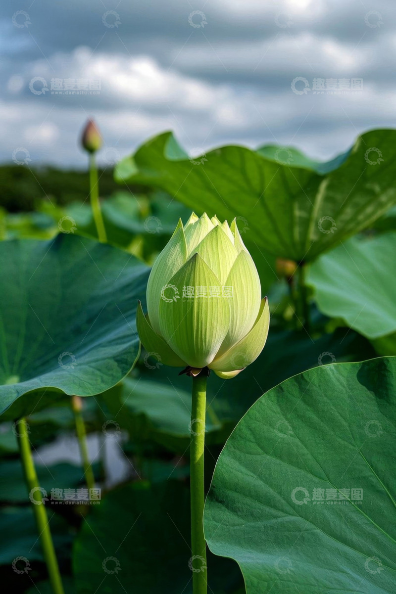 高清大图下载【趣麦麦图】含苞待放的荷花与荷叶