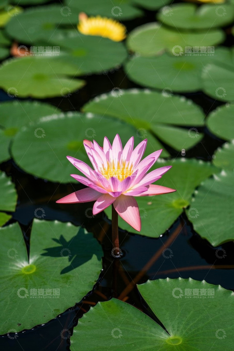 高清大图下载【趣麦麦图】水中绽放的粉色睡莲