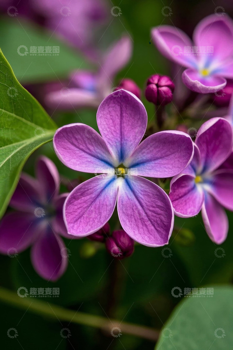 高清大图下载【趣麦麦图】紫色丁香花特写
