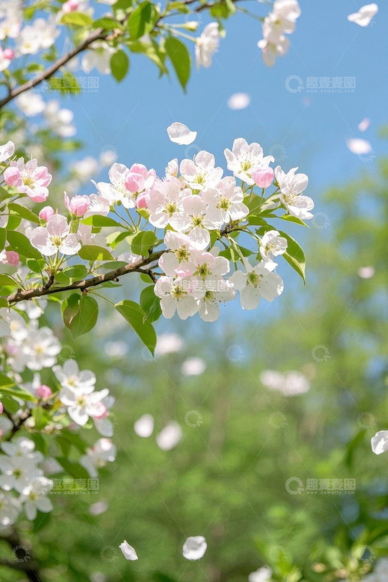 高清大图下载【趣麦麦图】盛开的粉色花朵与飘落花瓣