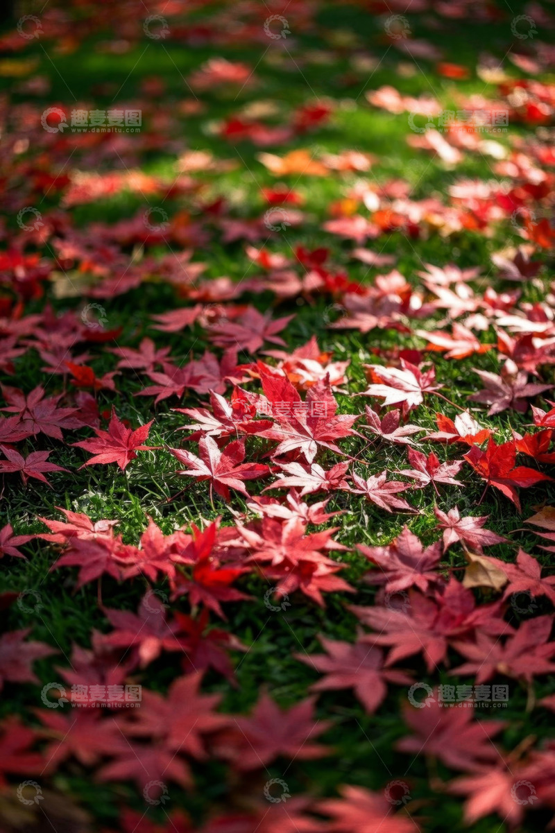 高清大图下载【趣麦麦图】草地上散落的红色枫叶