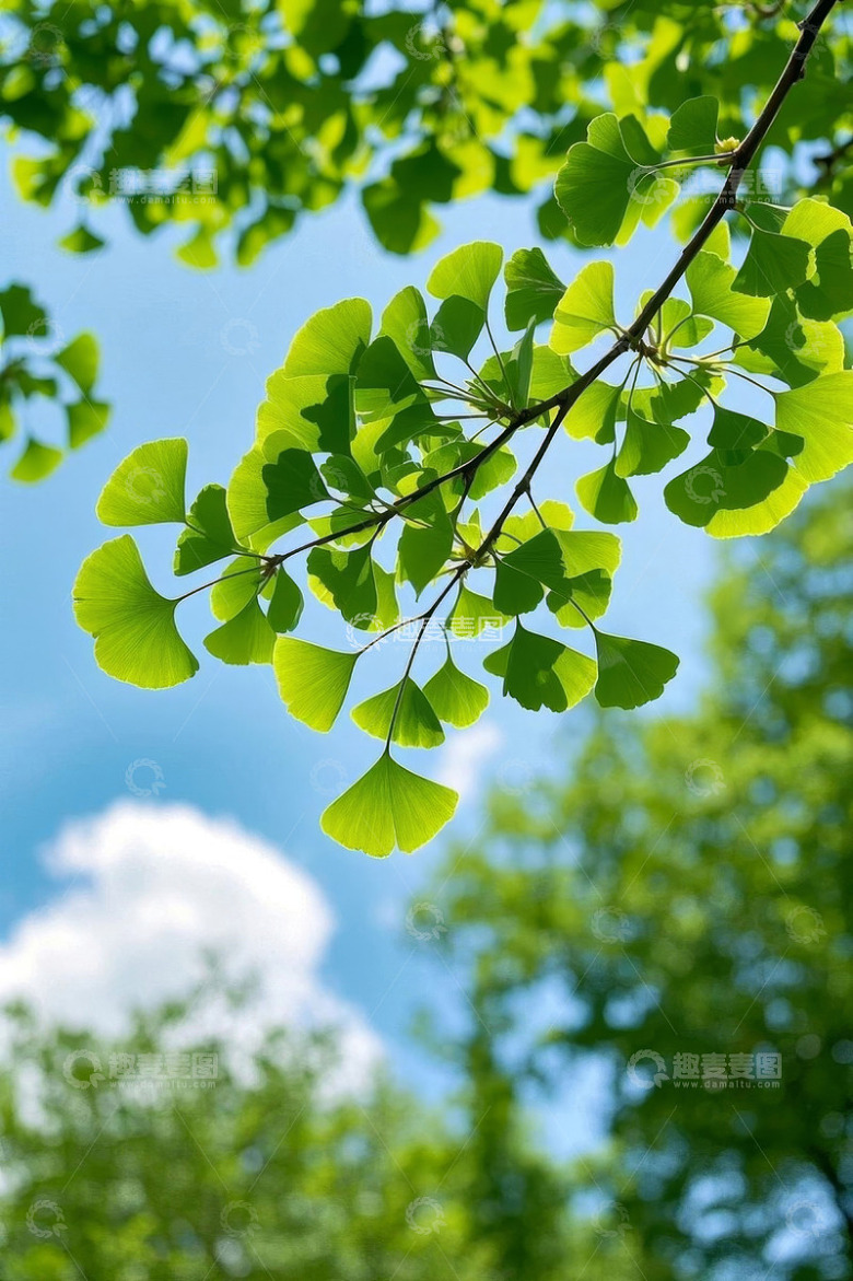 阳光下嫩绿银杏叶与蓝天
