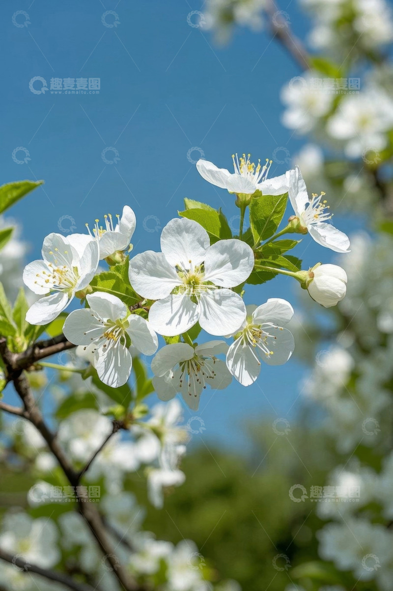 高清大图下载【趣麦麦图】枝头绽放的白色花朵