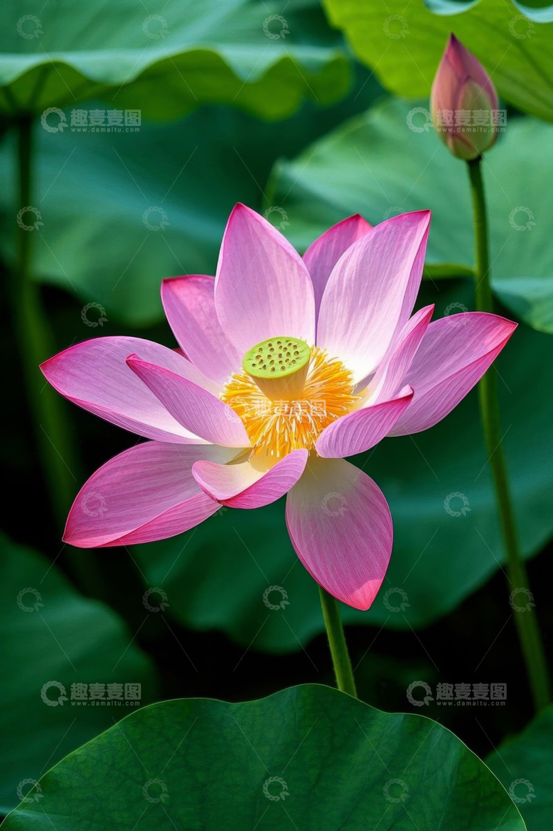 高清大图下载【趣麦麦图】盛开的粉色荷花特写